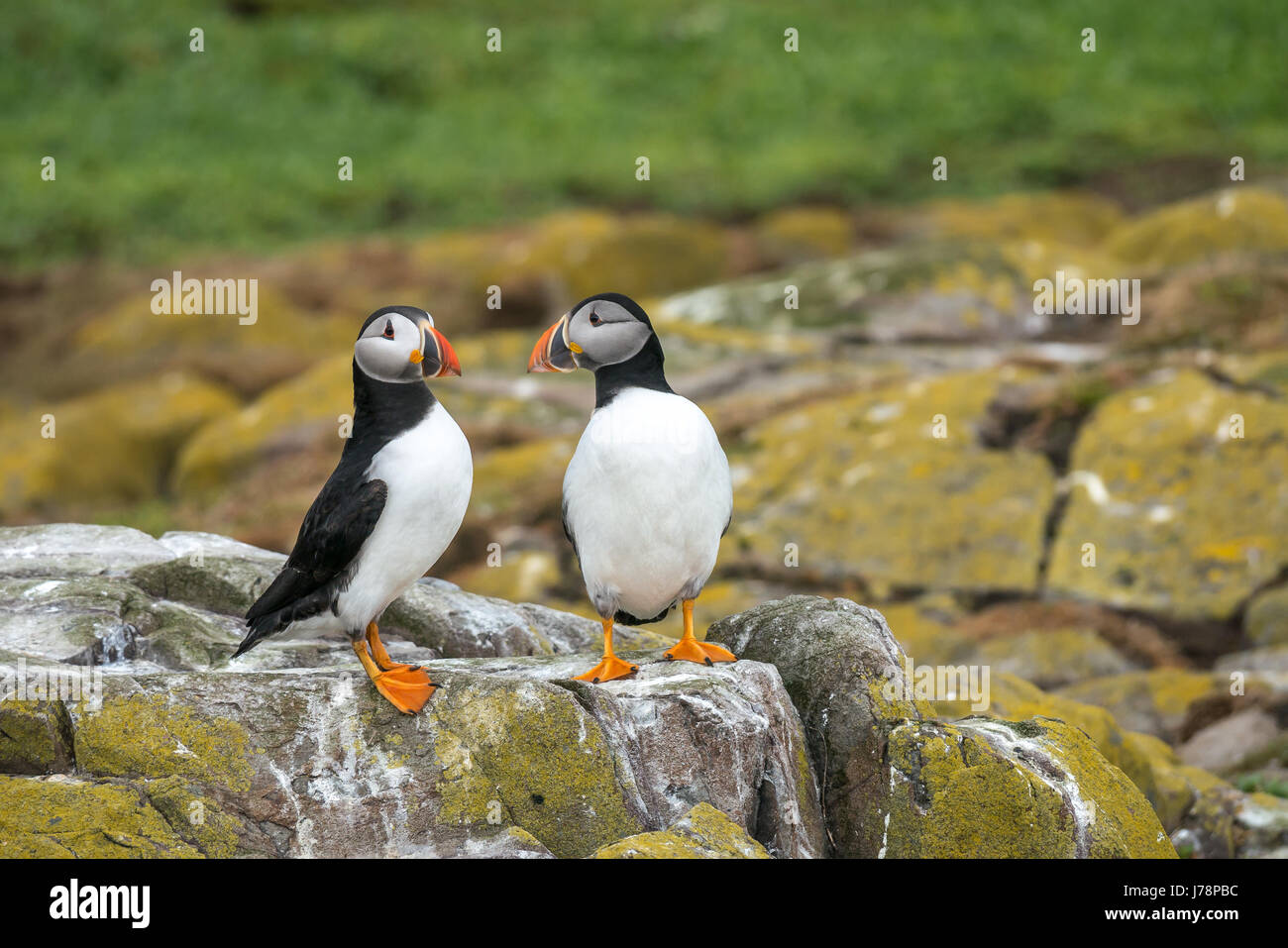 Close up of macareux moine, Fratercula arctica, sur la barre rocheuse, Inner Farne, Iles Farne, Northumberland, England, UK Banque D'Images