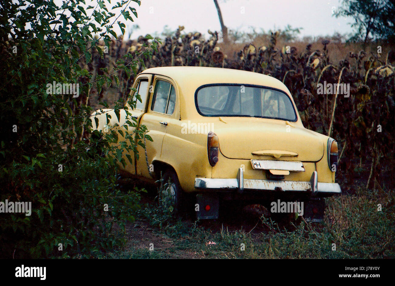 Vieille voiture beige. C'est dans la forêt, sur la route sur le terrain. Vue arrière. Il y a place pour une plaque d'immatriculation. Banque D'Images Vieille voiture beige. C'est dans la forêt, sur la route sur le terrain. Vue arrière. Il y a place pour une plaque d'immatriculation. Banque D'Images