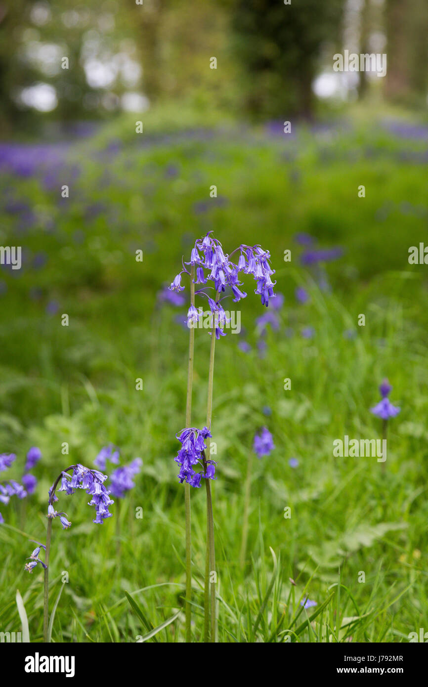 Close up de macro fleurs jacinthes Banque D'Images