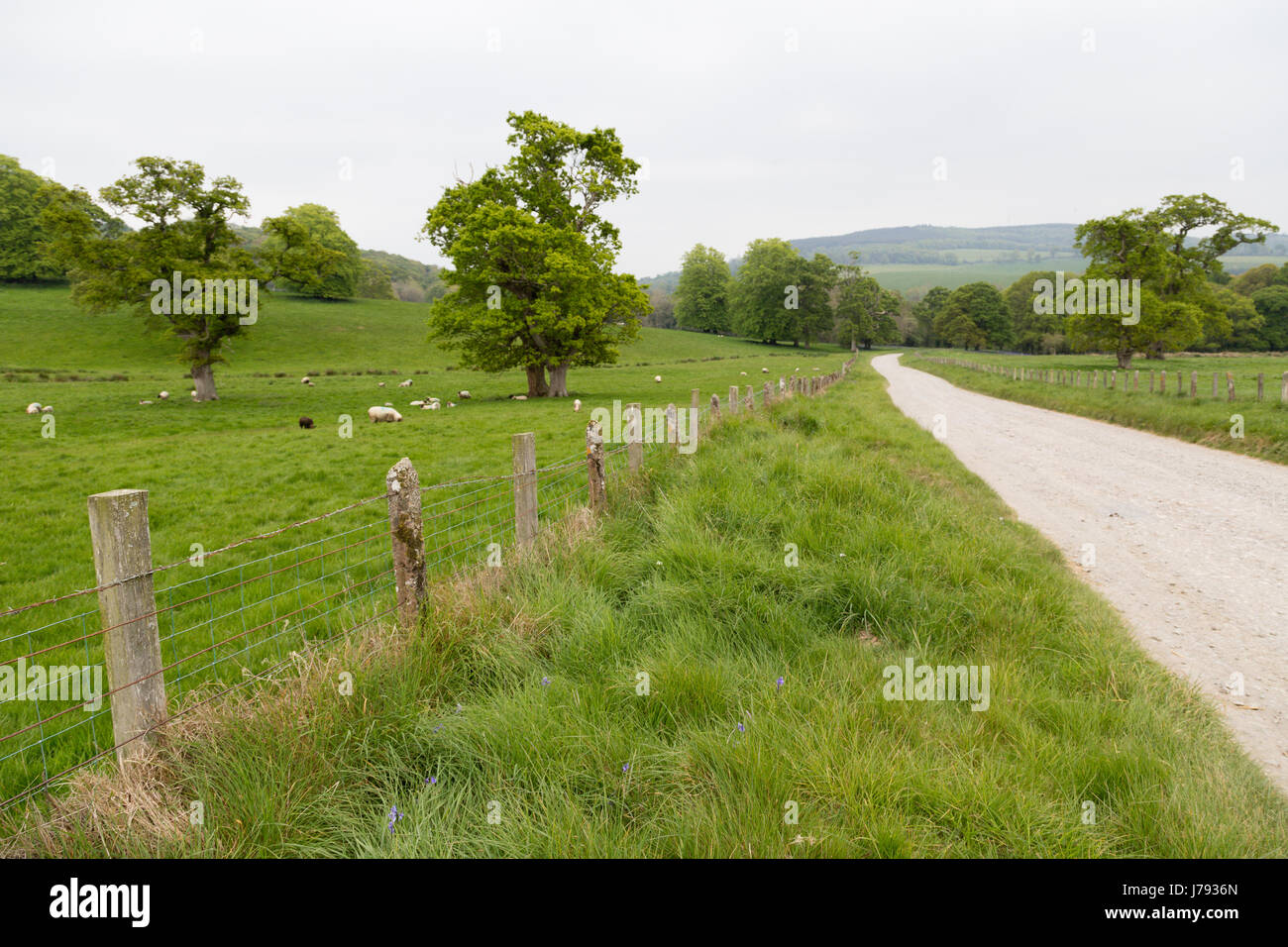 Un pays route passe par de nombreux moutons et agneaux moelleux dans un grand pré vert, ferme en Irlande avec chênes matures Banque D'Images