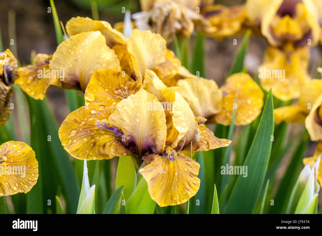 Standard Dwarf Irises barbata nana Iris 'Wizard of ID', Iris fleur jaune jardin d'iris nain Banque D'Images