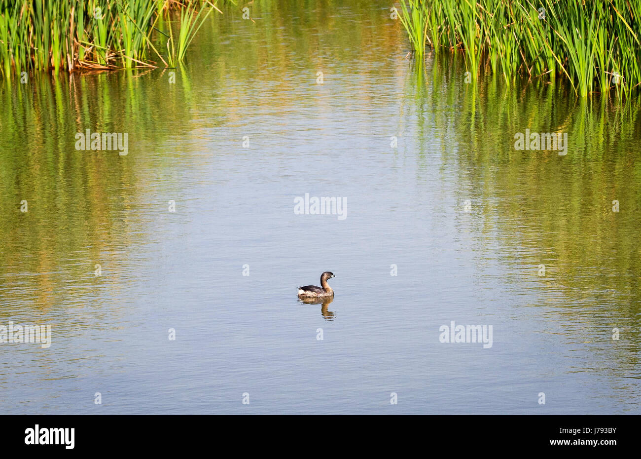 Bec bigarré pied dans l'eau dès les beaux jours au Texas Banque D'Images