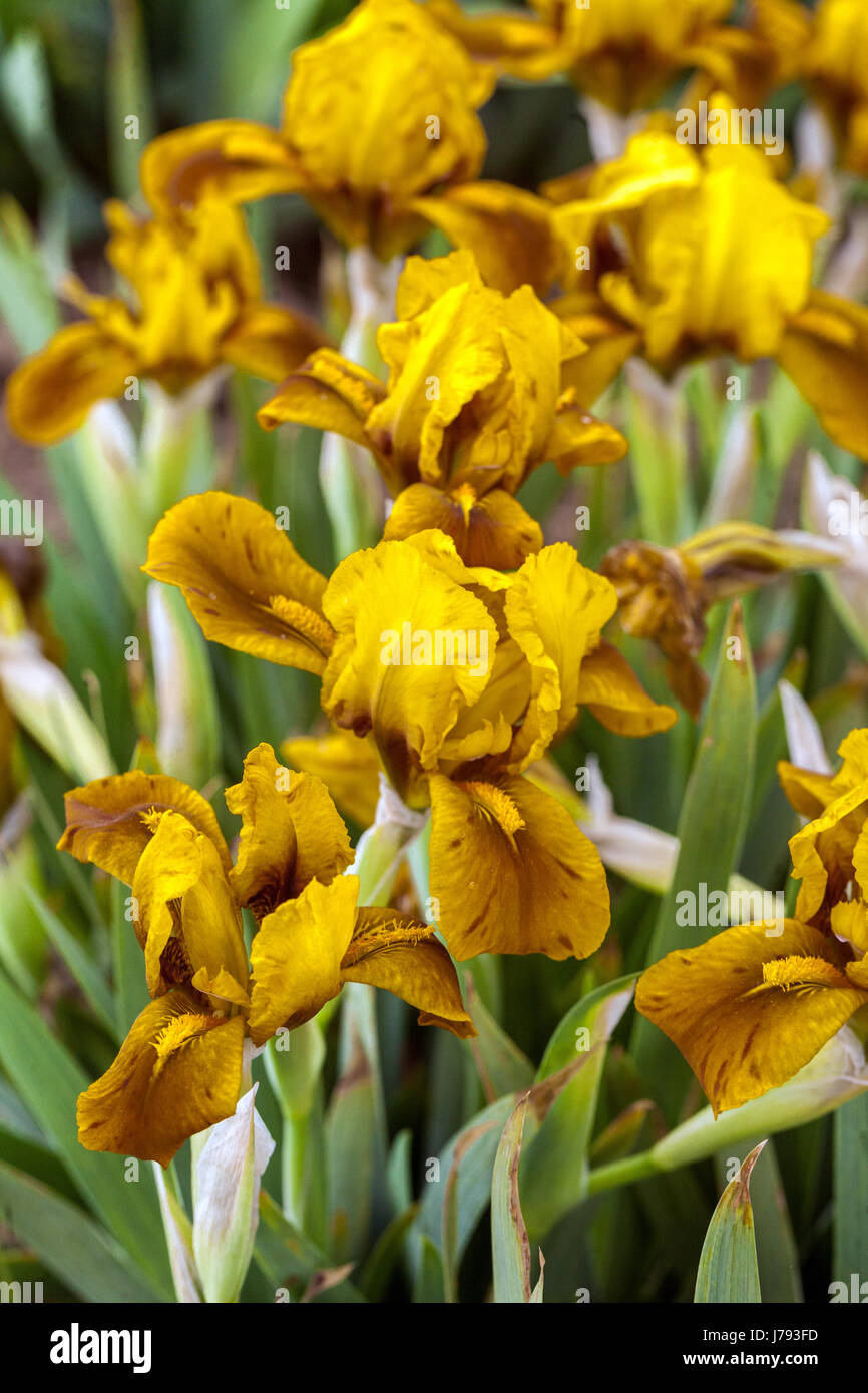 Standard Dwarf Bearded Iris barbata nana 'Bronze Babe'' jardin d'iris nain Banque D'Images
