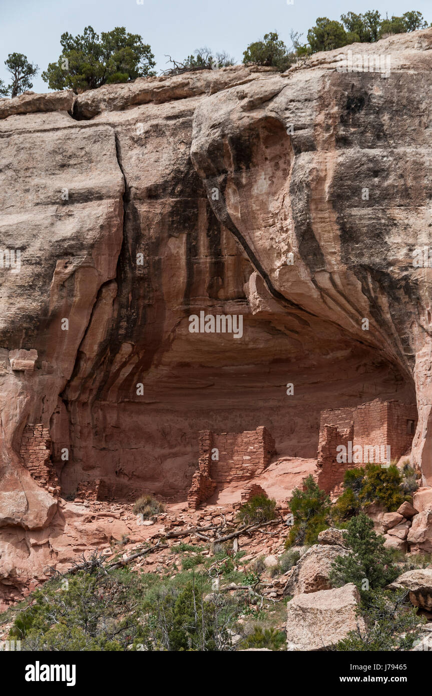 Alcôve ensoleillée, ruines Anasazi, Sand Canyon Trail, Canyons of the Ancients National Monument au nord-ouest de Cortez, Colorado. Banque D'Images