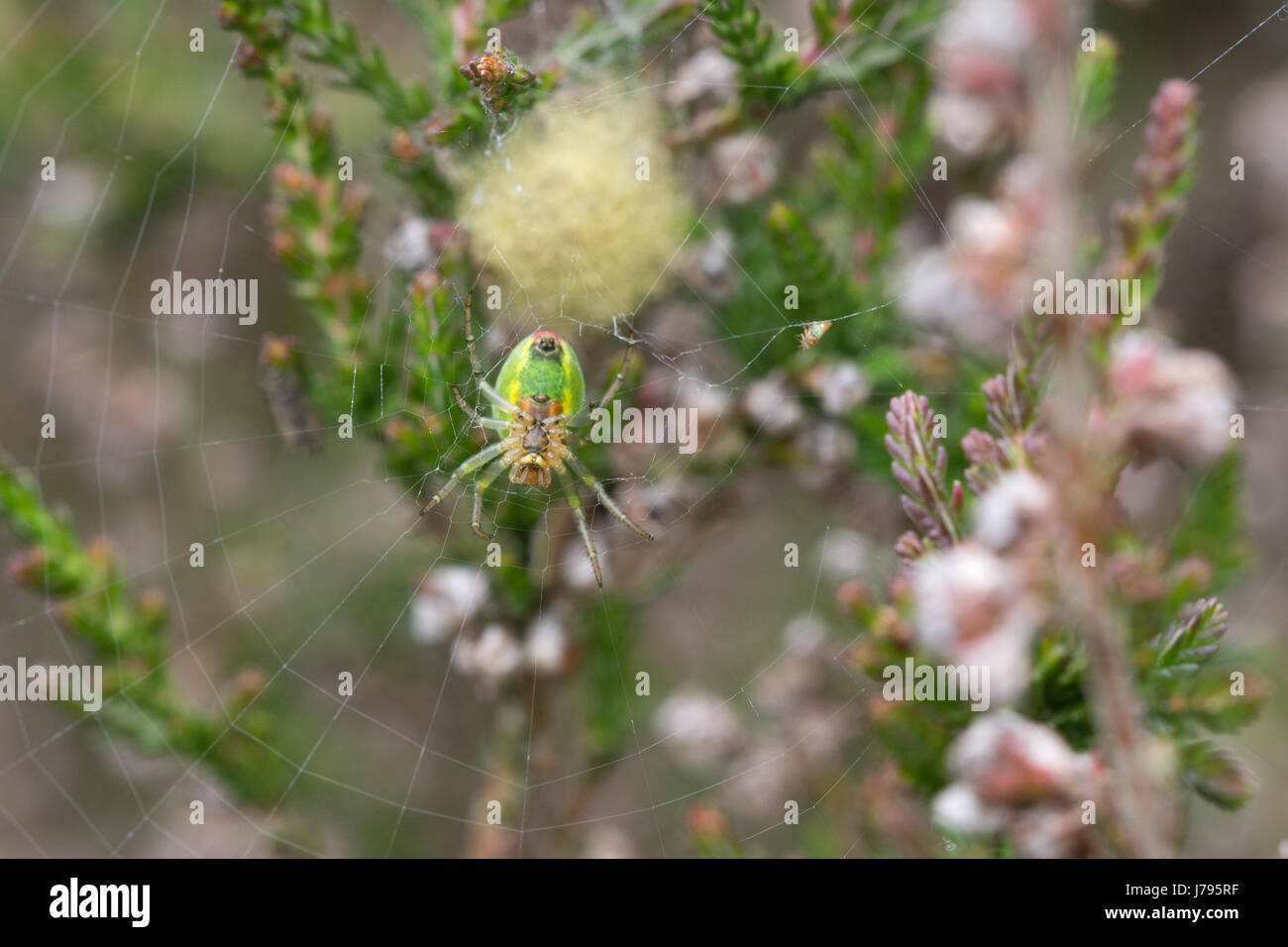 Close-up of female green-orb weaver spider, également connu comme un concombre (Araniella cucurbitina araignée) et cocon - landes à Surrey, UK Banque D'Images
