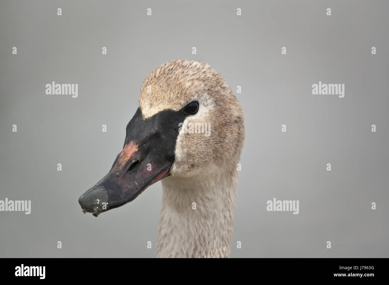 Oiseau gros plan gros plan nature faune Swan Swan animaux oiseaux bec horizontal Banque D'Images