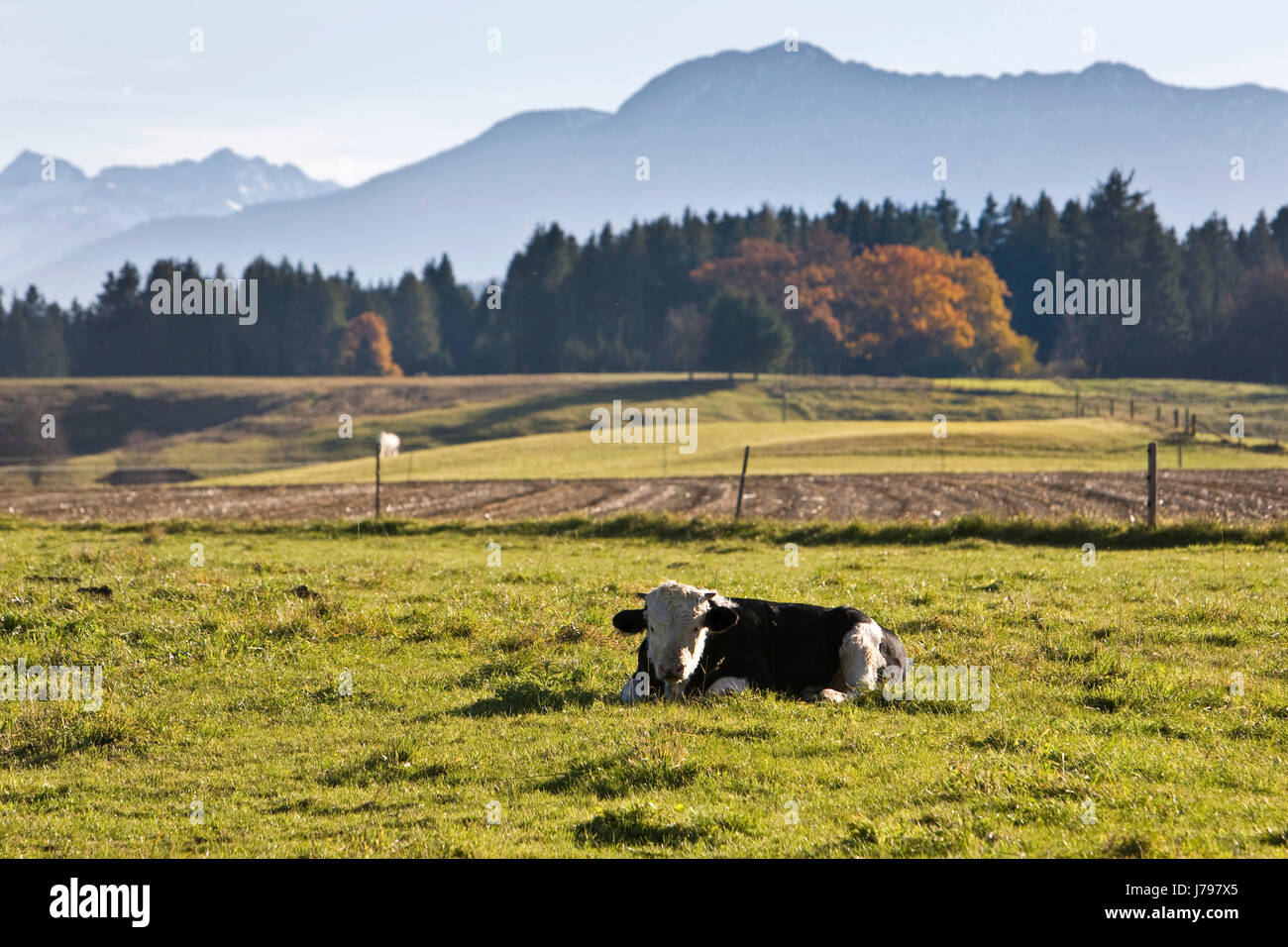 Agriculture agriculture montagne randonnée pédestre randonnée Randonnée campagne paysage veau Banque D'Images
