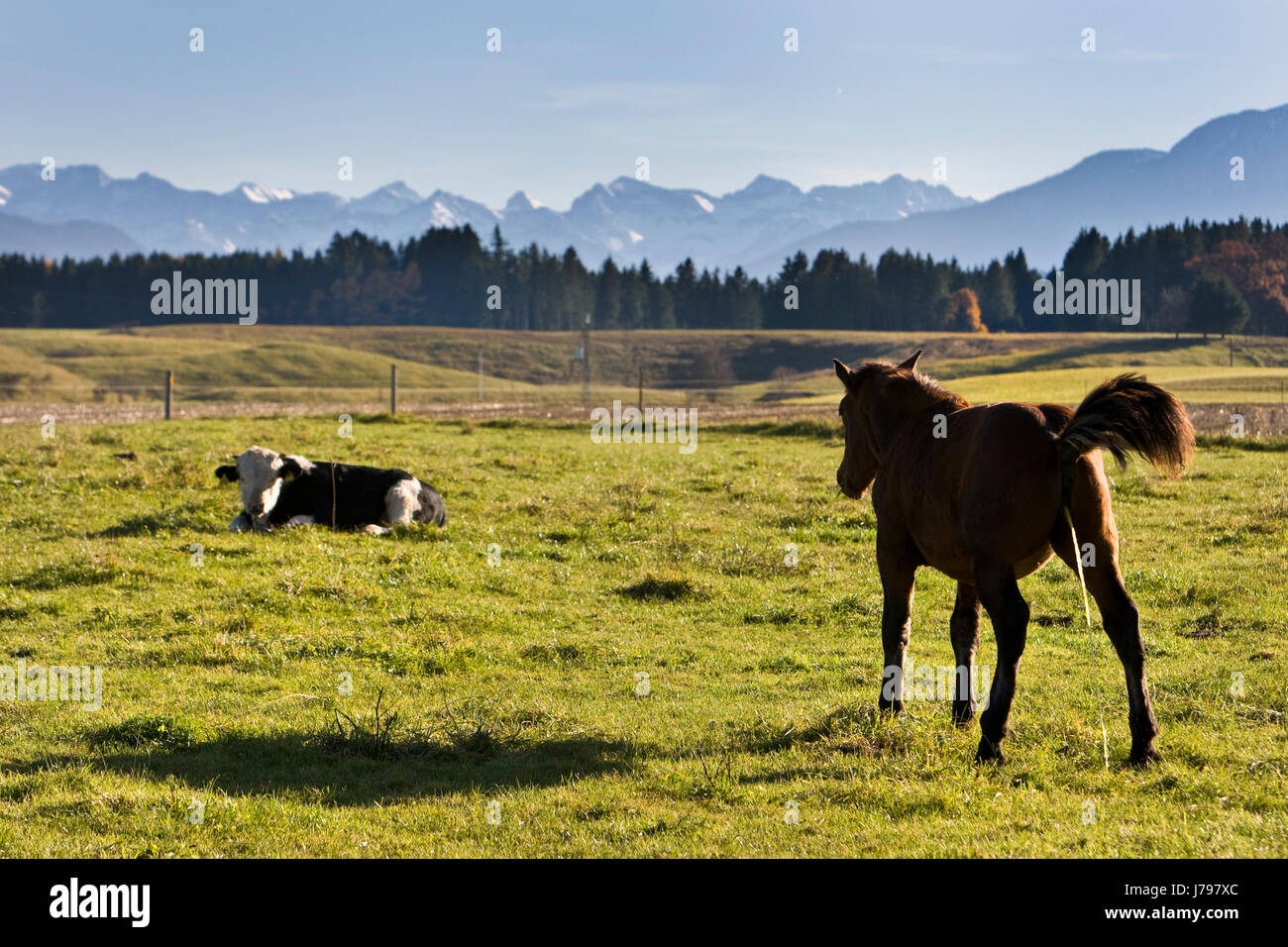 Vue la vue perspective perspectives cheval panorama vista lookout mountain veau vache Banque D'Images