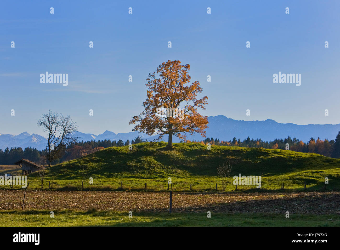 Arbre généalogique autoportant montagne randonnée pédestre randonnée Randonnée vue vue outlook Banque D'Images