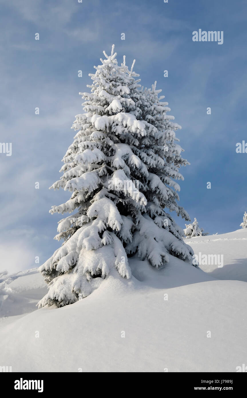 Arbre hiver silence radio silence reste calme paysage neige campagne Banque D'Images