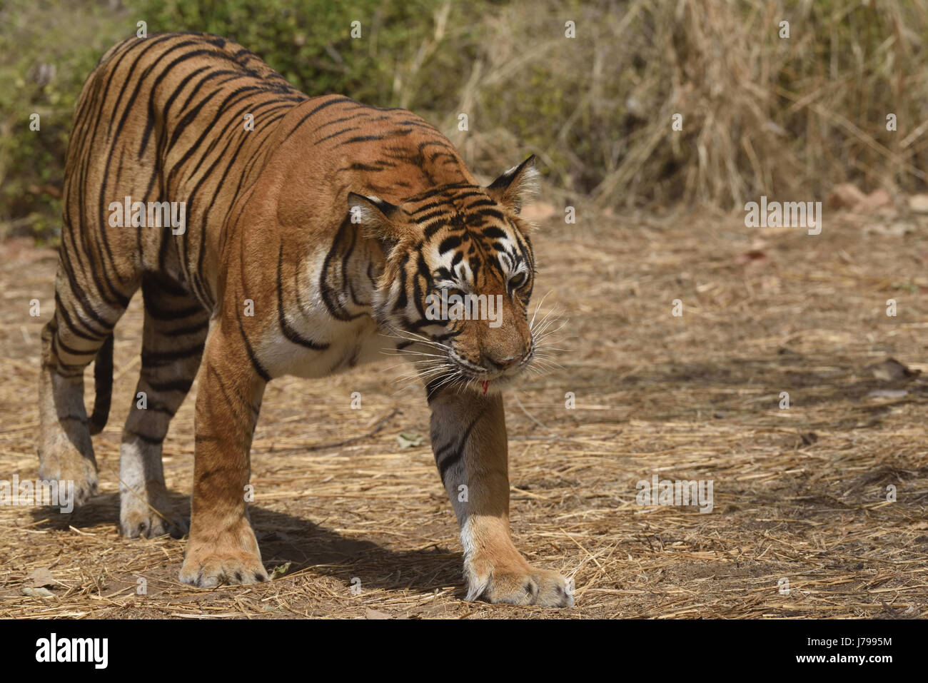 Tigre sur alerte dans les herbes sèches de la forêt décidue sèche de la réserve de tigres de Ranthambore , Rajasthan, Inde Banque D'Images