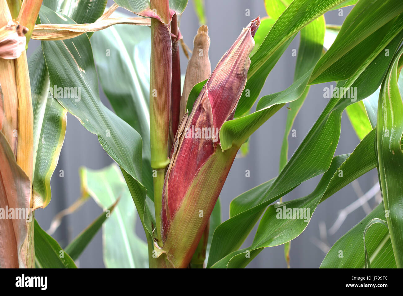Bijou en verre pour la récolte de maïs d'héritage lecture Banque D'Images