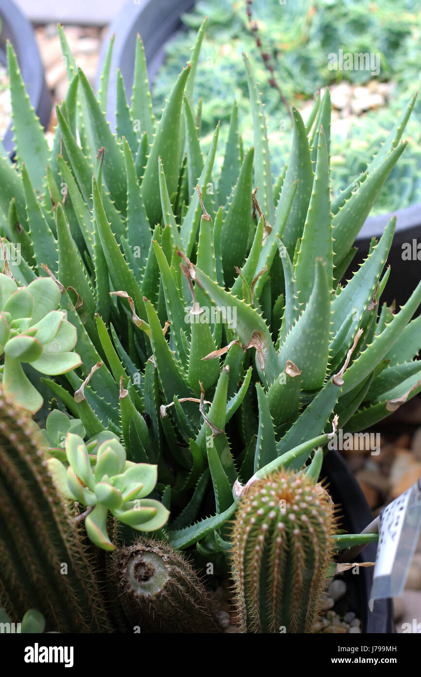 Variétés de cactus et succulentes poussant dans un pot Banque D'Images