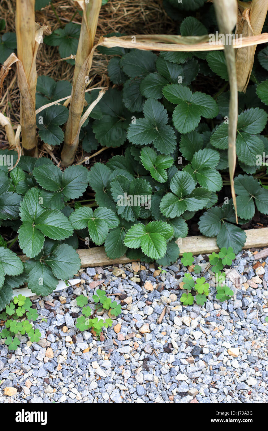 Accueil cultivées de plus en plus porteur de fraise sur le terrain Banque D'Images