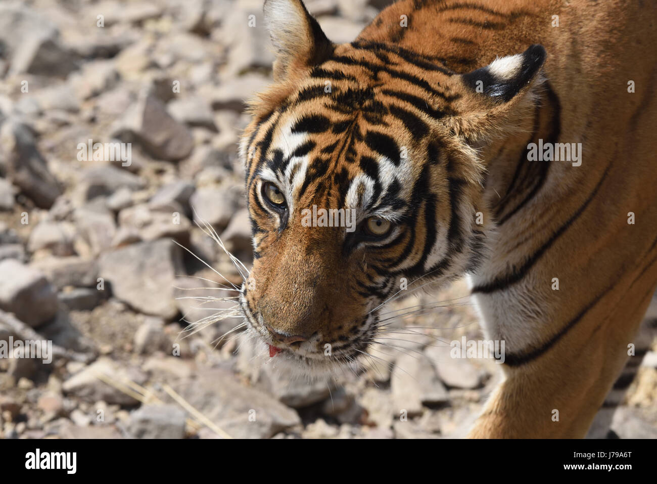 Deux bngal femelle tigre Ranthambore lutte , Rajasthan, Inde. Banque D'Images