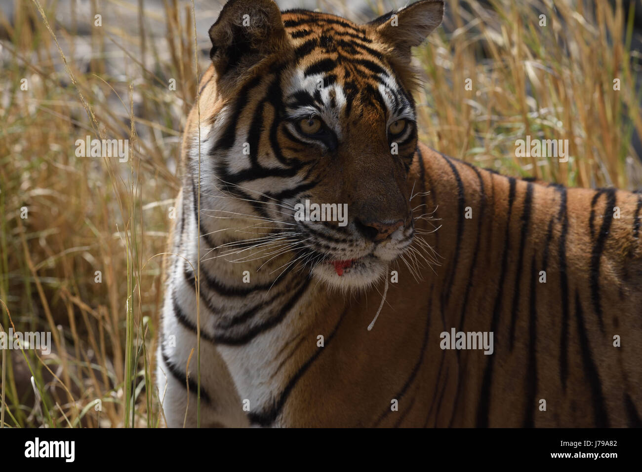Tigre du Bengale femme T39 blessés après lutte , dans le parc national de Ranthambore, Rajasthan, Inde Banque D'Images