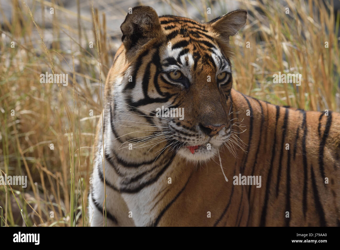 Tigre du Bengale femme T39 blessés après lutte , dans le parc national de Ranthambore, Rajasthan, Inde Banque D'Images