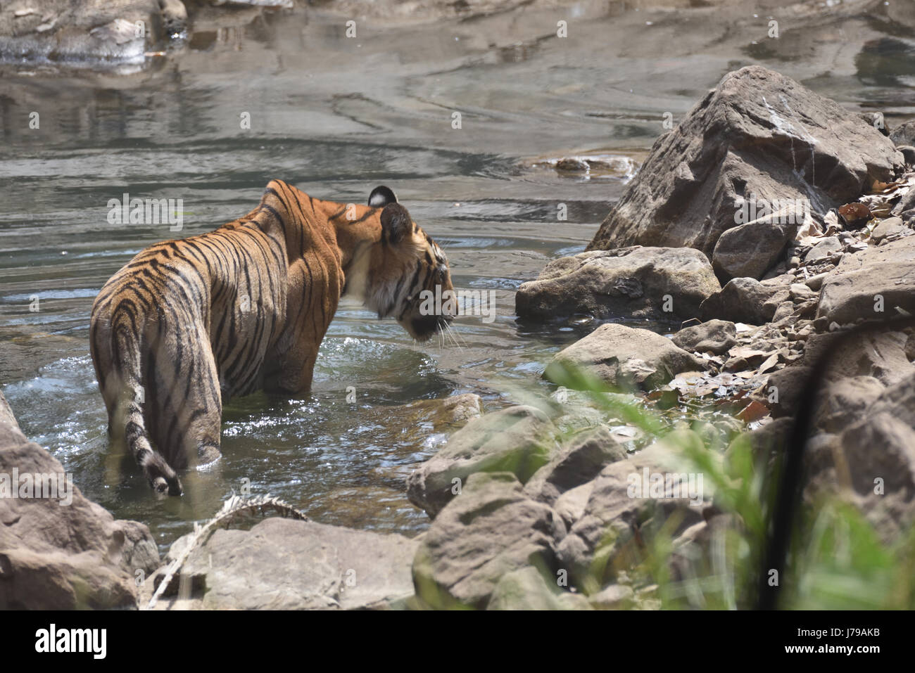 De Tigre un trou d'eau dans le parc national de Ranthambhore, Rajasthan, Inde Banque D'Images