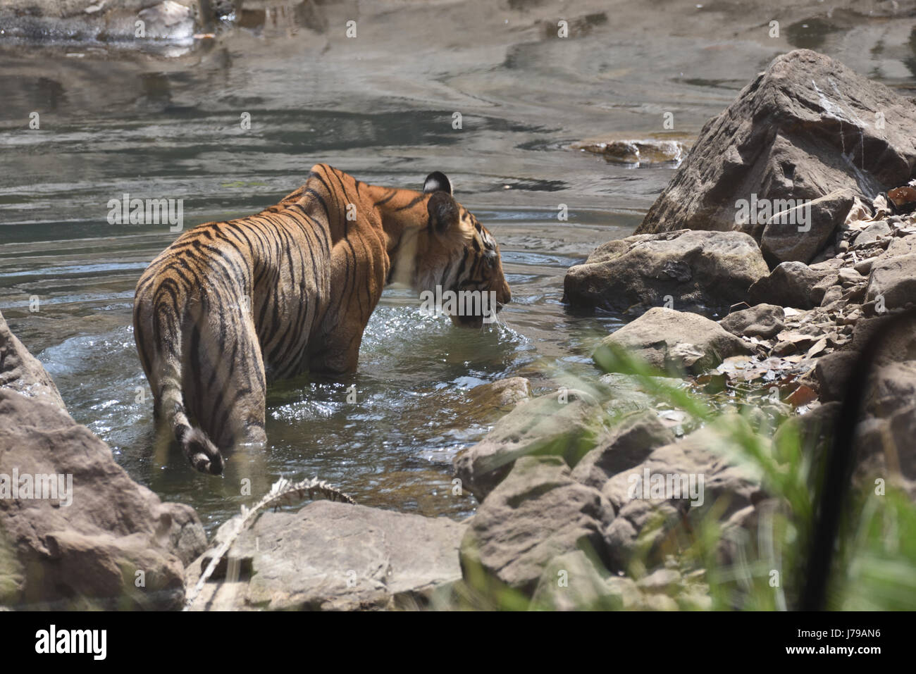 De Tigre un trou d'eau dans le parc national de Ranthambhore, Rajasthan, Inde Banque D'Images