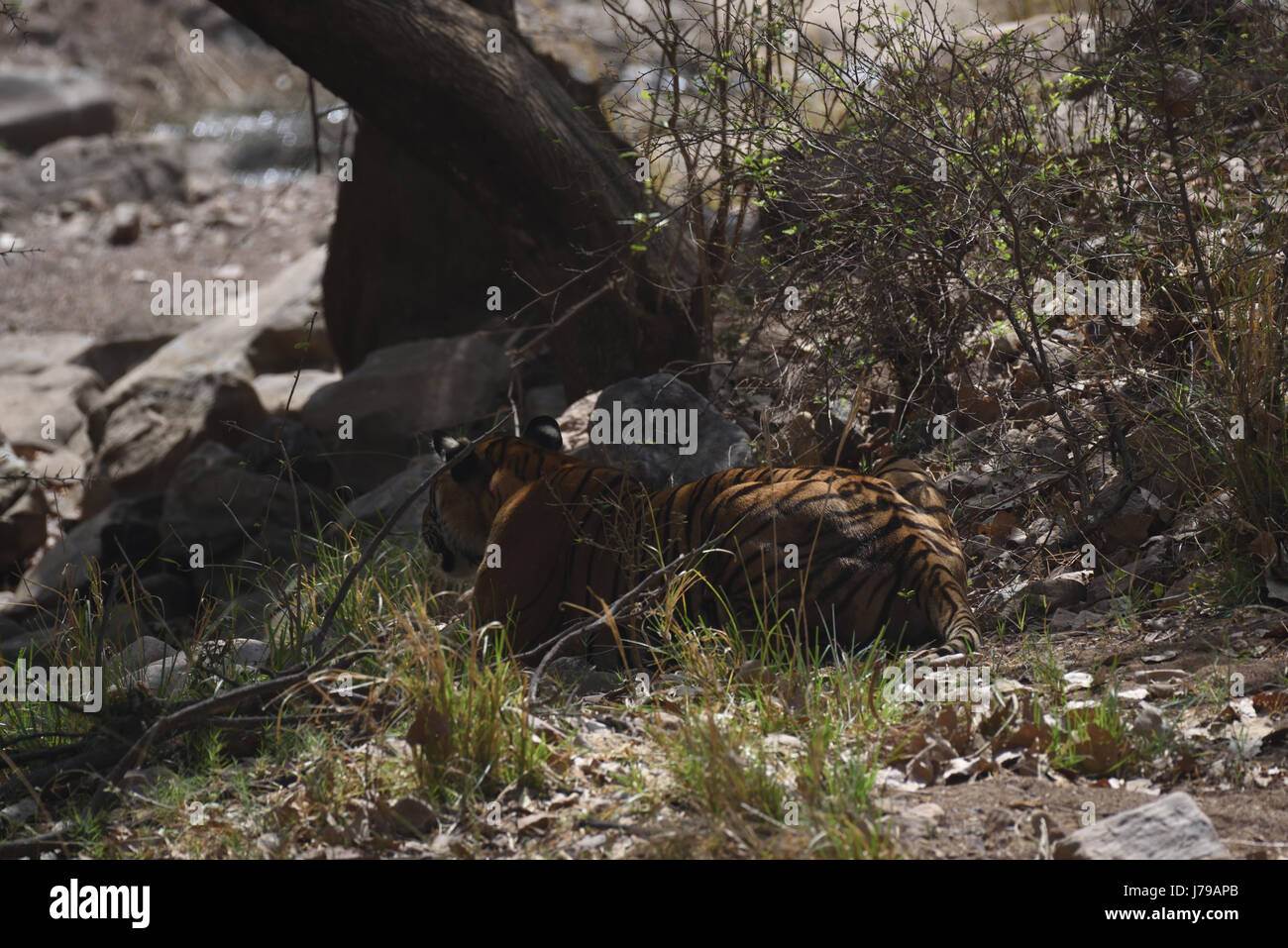 Tigre sur les herbes sèches de la forêt décidue sèche de la réserve de tigres de Ranthambore Banque D'Images