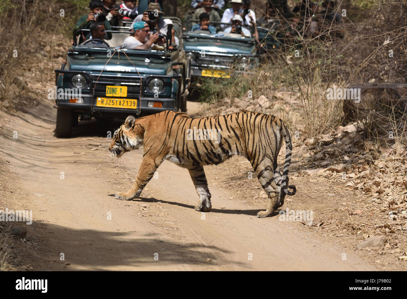 Roaring Tiger à Ranthambhore national park Banque D'Images