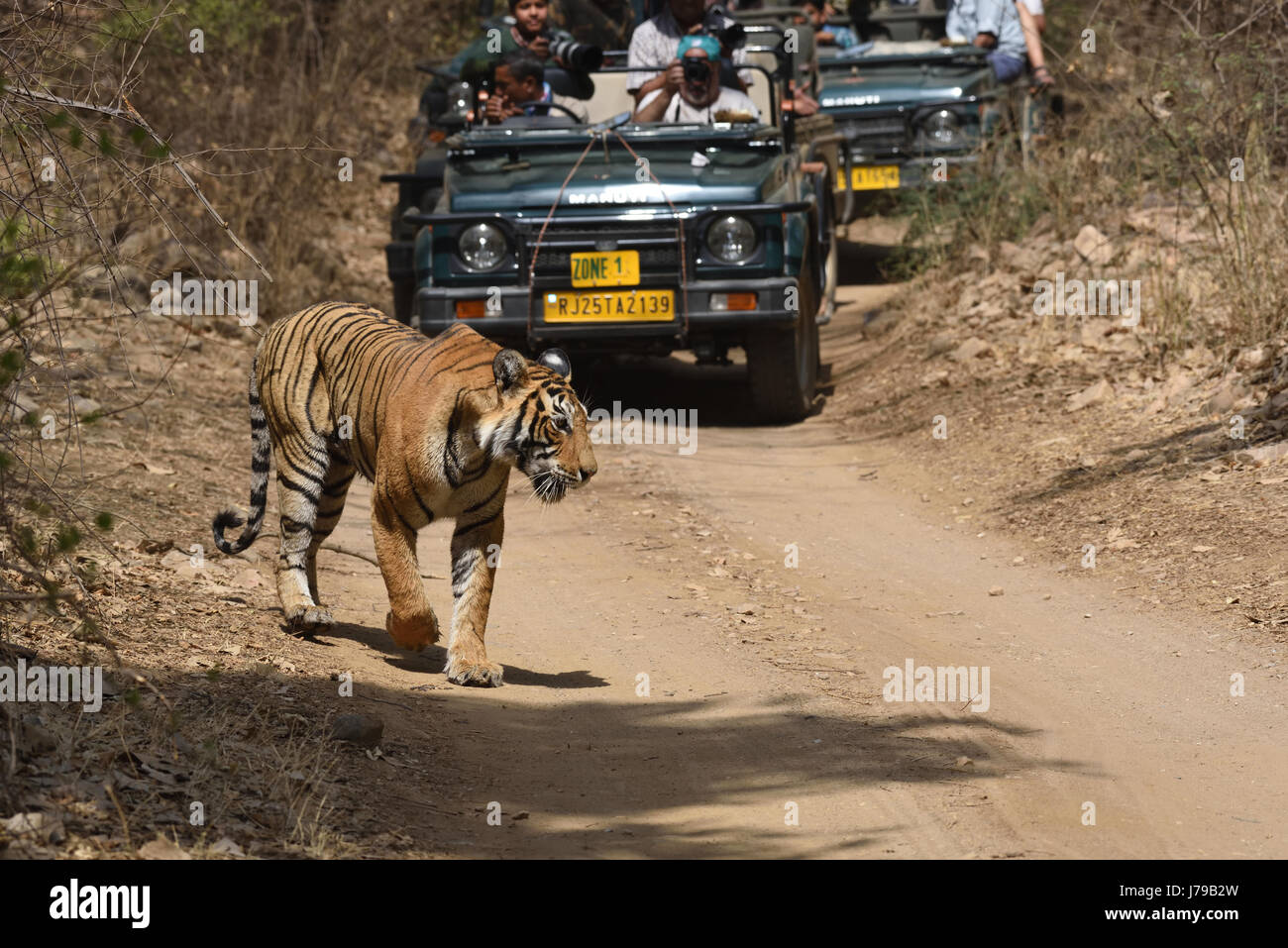 Roaring Tiger à Ranthambhore national park Banque D'Images