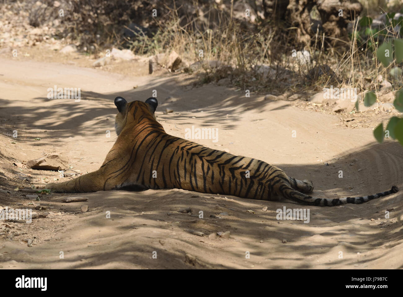 Tigre du Bengale femelle assis sous shad Banque D'Images