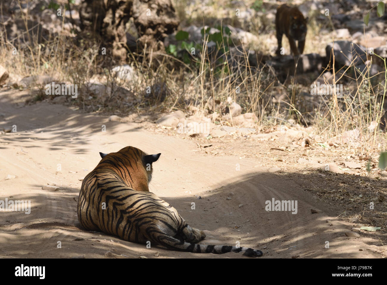 Tigre du Bengale femelle assis sous shad Banque D'Images