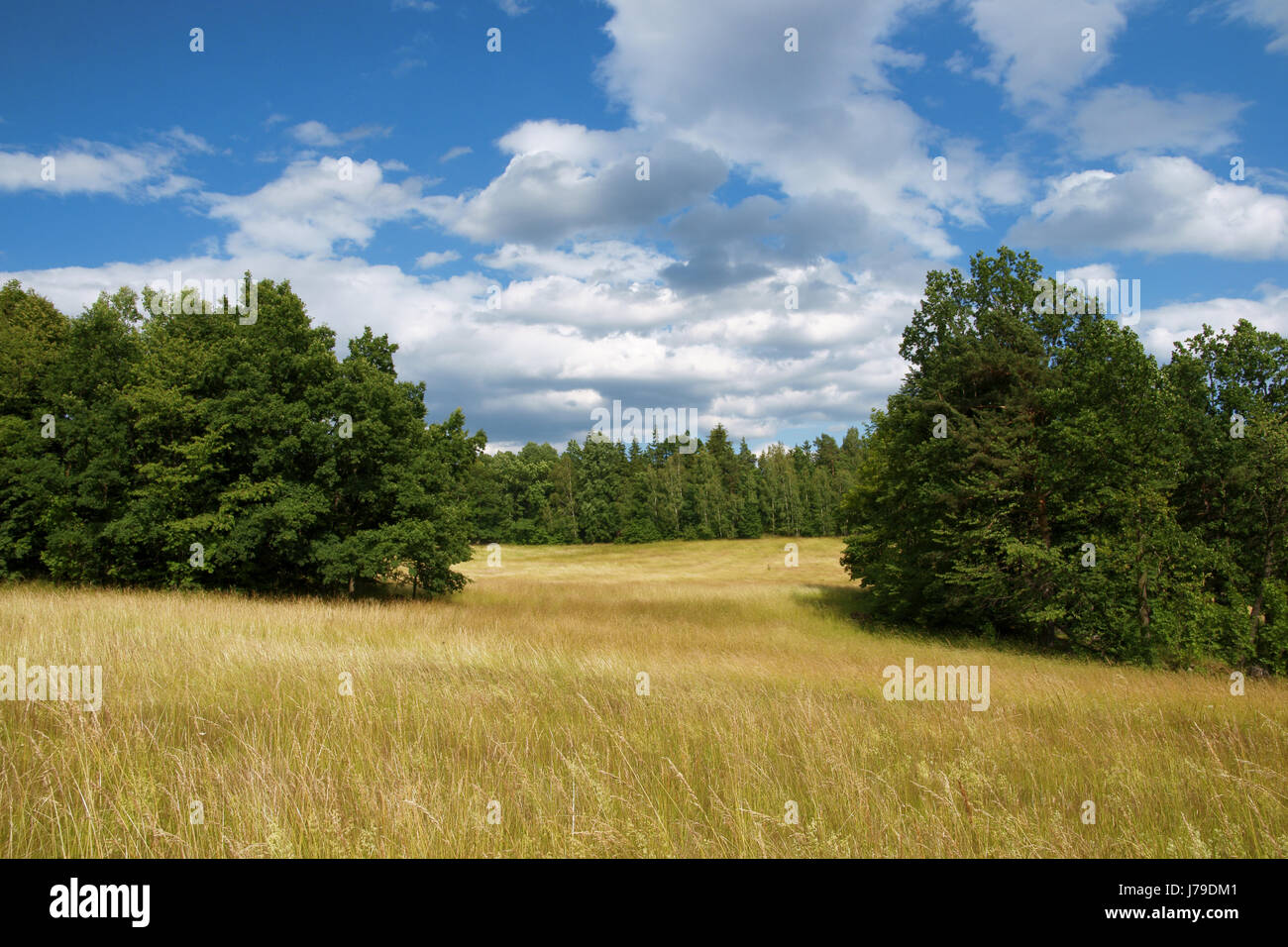 Domaine de la colline paysage nature paysage Pologne campagne pré vert pelouse herbe Banque D'Images