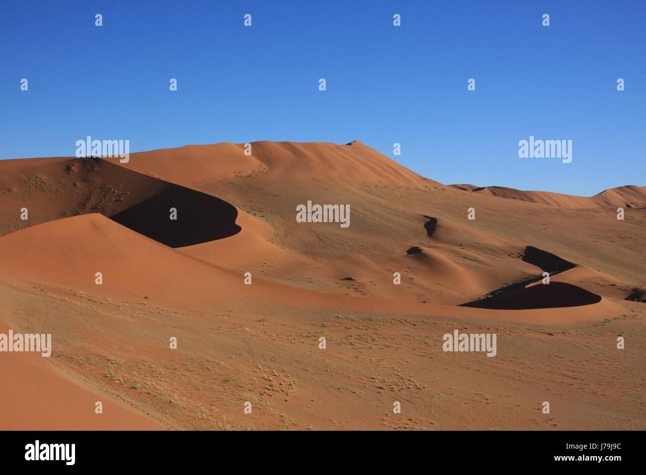 La Namibie Afrique désert tree desert sand dunes de sable du désert voyage arbre arbres Banque D'Images