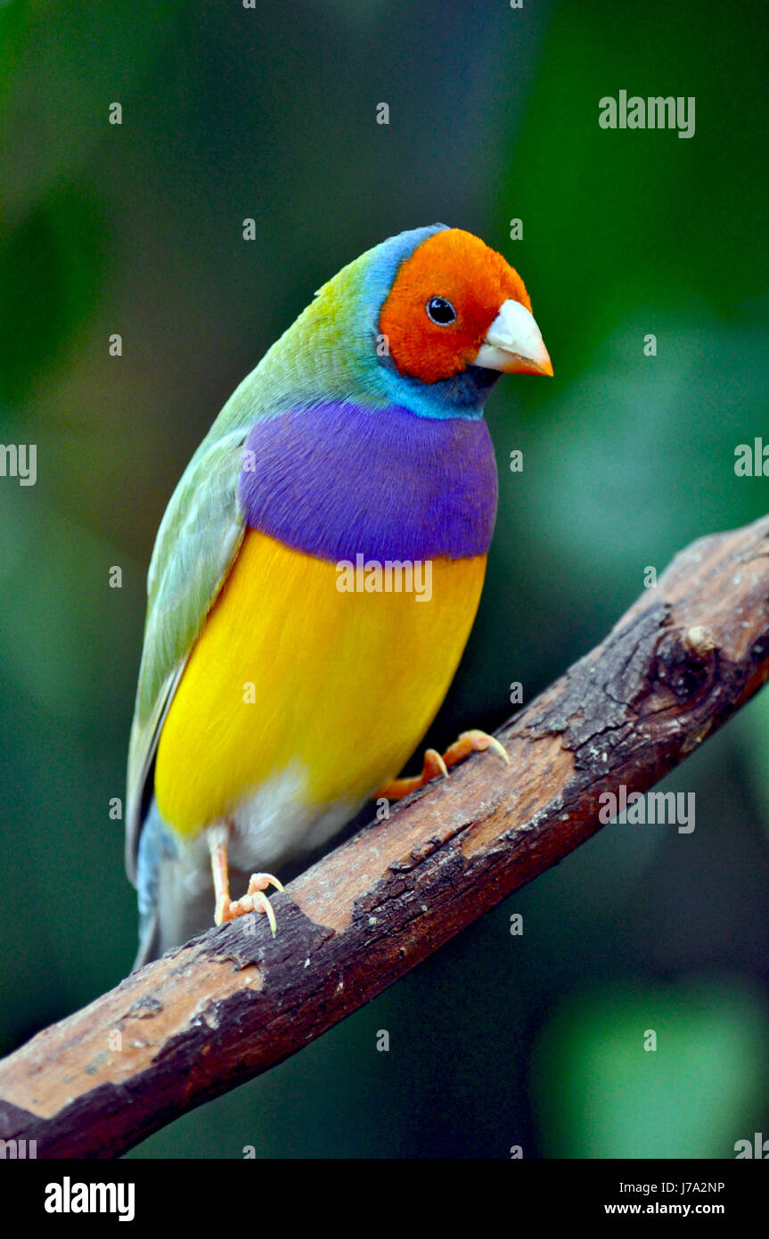 Colorful gouldian finch sitting on branch Banque D'Images