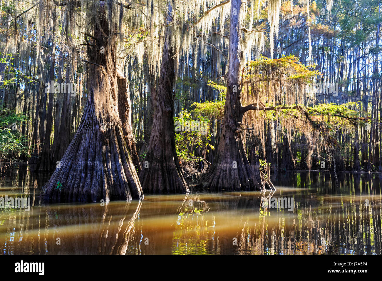 USA, Texas, Louisiane, Caddo Lake Benton, Lac, forêt de cyprès chauve Banque D'Images