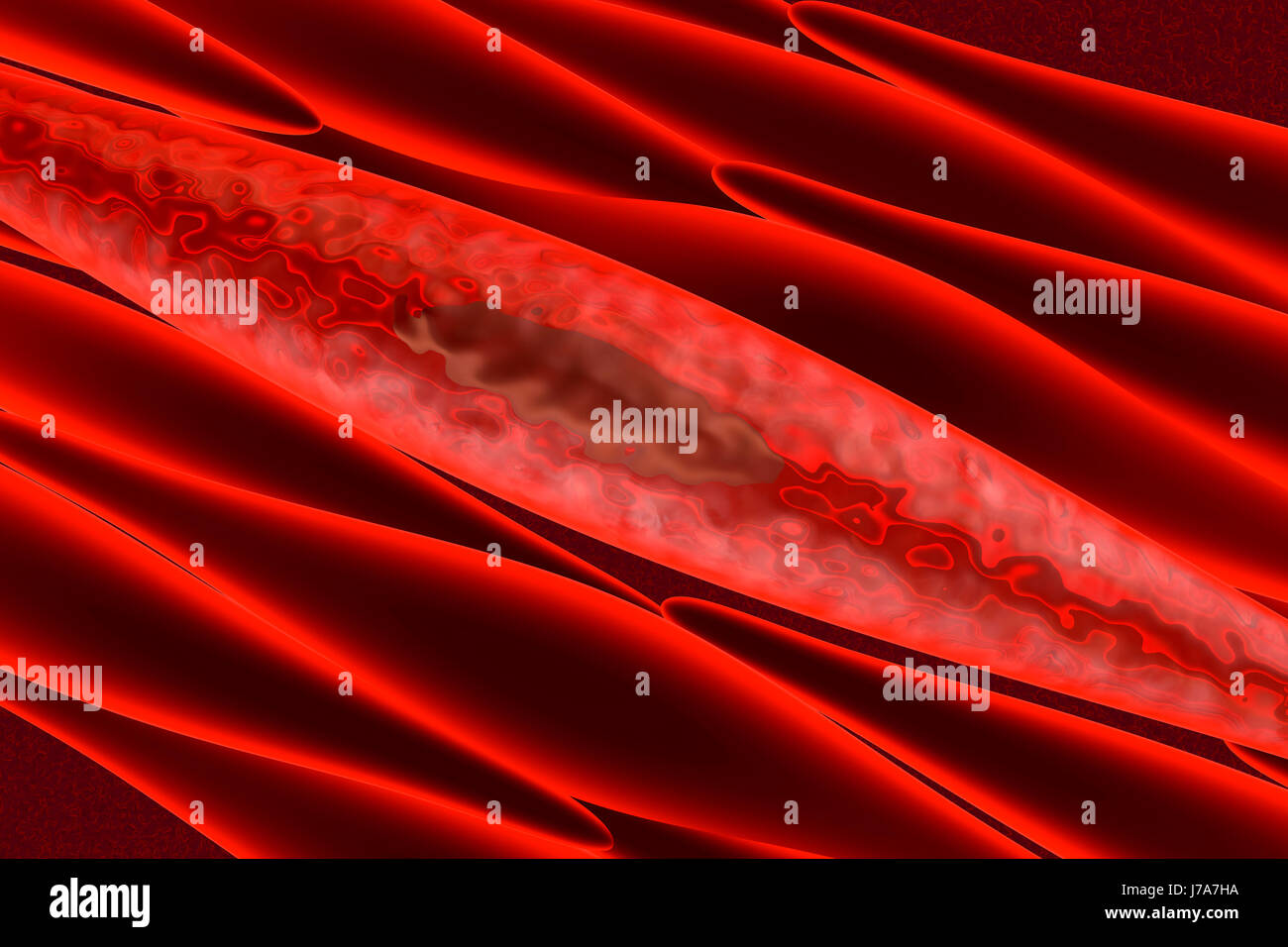 Les myocytes striés Non non, les cellules du muscle lisse, squelettique construire le tissu de muscle, rendu 3D Banque D'Images