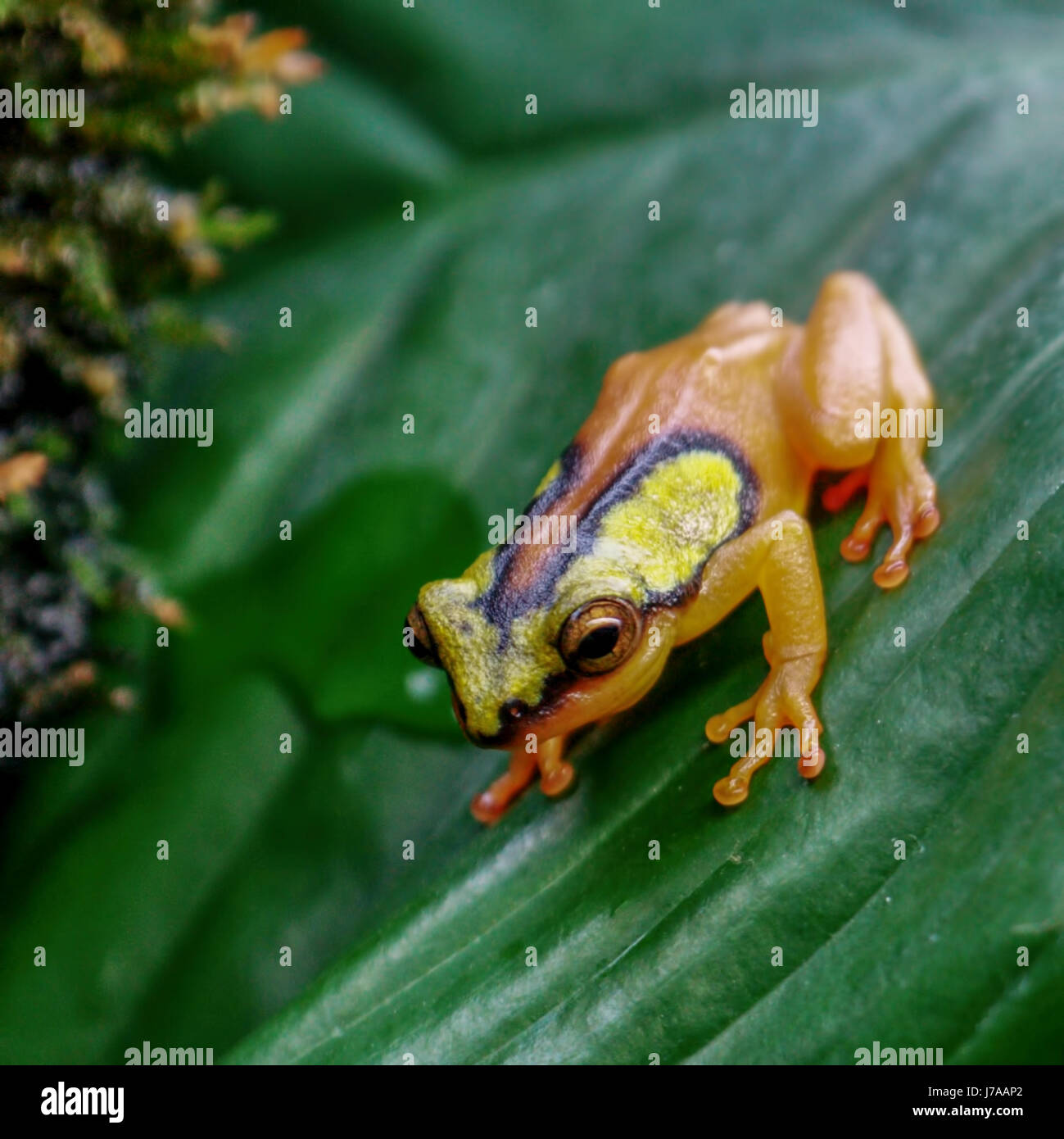 Un Colombien Golden Poison Dart Frog. Banque D'Images