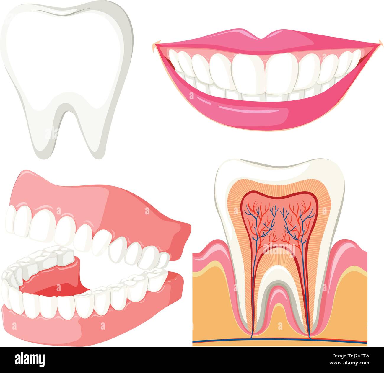 Schéma de la bouche et des dents illustration Illustration de Vecteur
