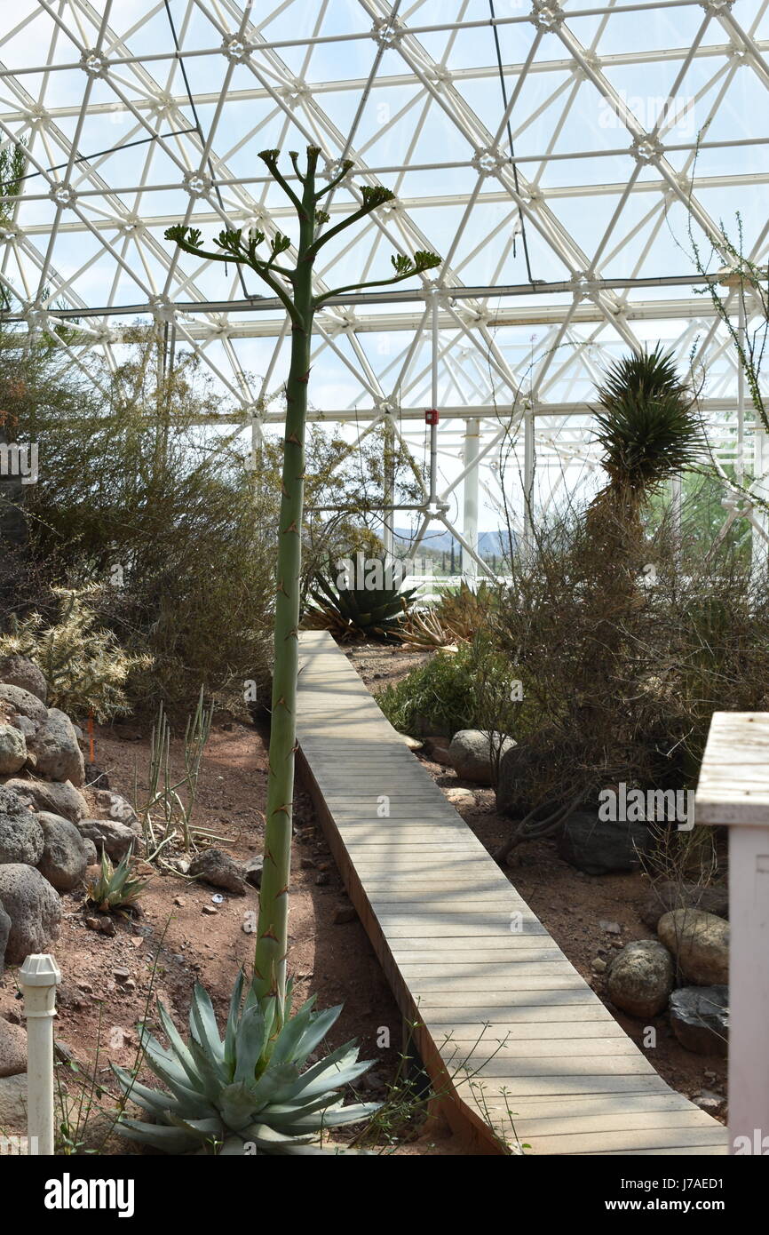 Vue de l'intérieur de la Biosphère 2, Arizona, États-Unis d'Amérique Banque D'Images