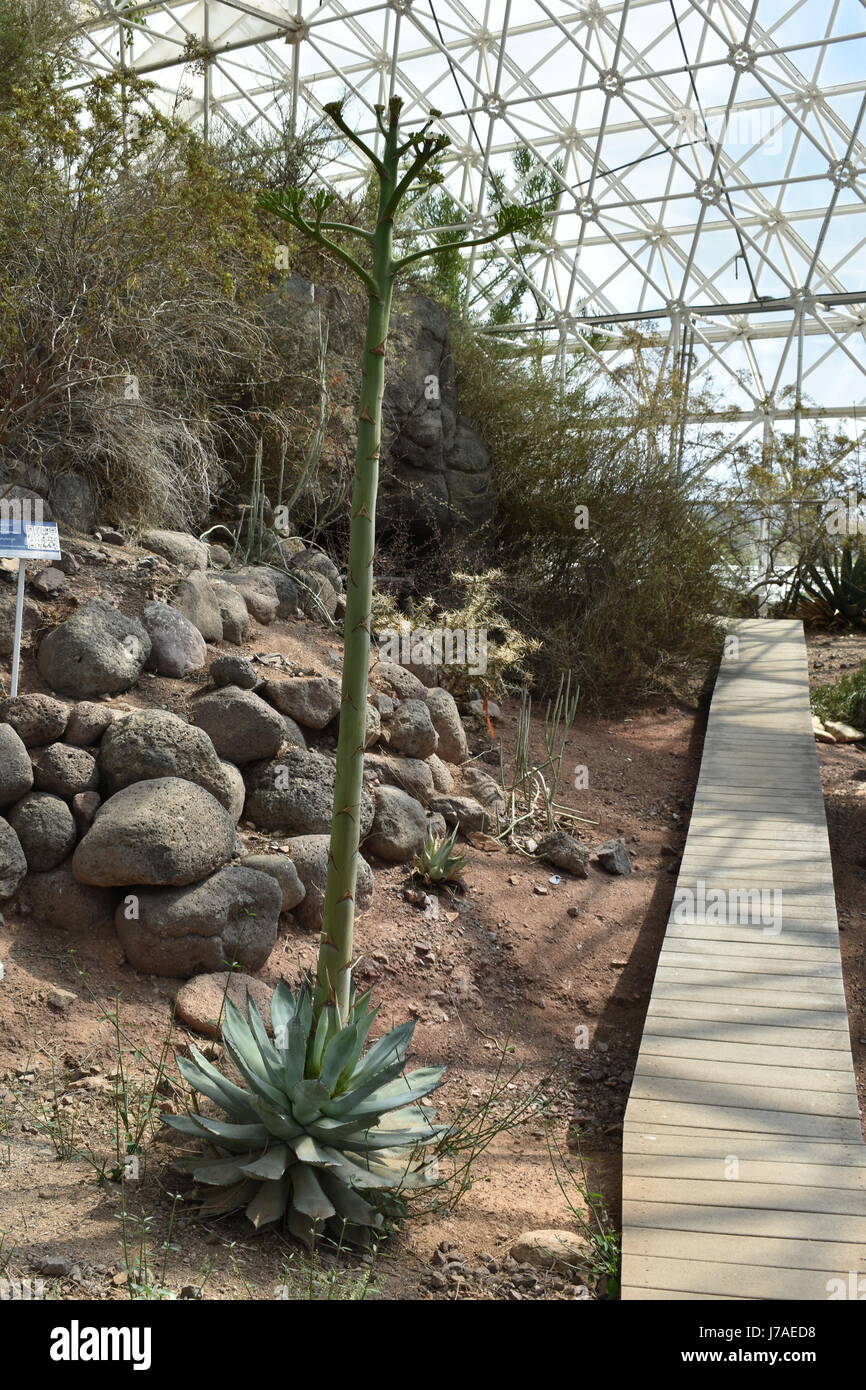 Vue de l'intérieur de la Biosphère 2, Arizona, États-Unis d'Amérique Banque D'Images