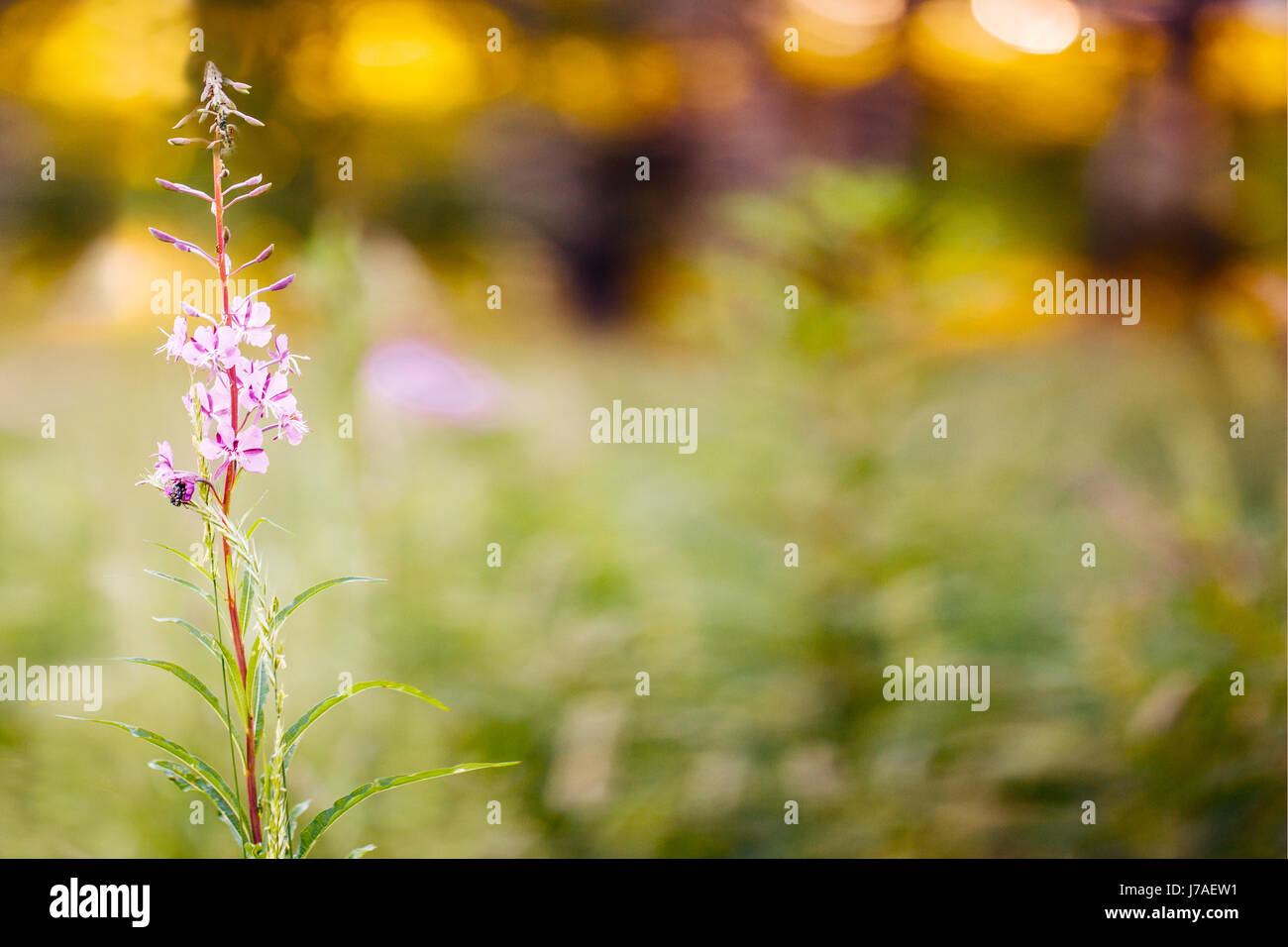 Fond de fleurs de couleurs en été. Un plan macro. Copyspace pour le texte et le design. Banque D'Images