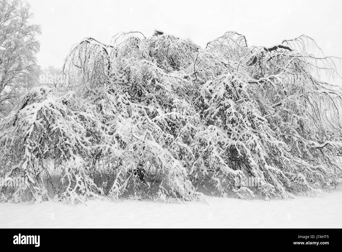 Hêtre pleureur en hiver Banque D'Images