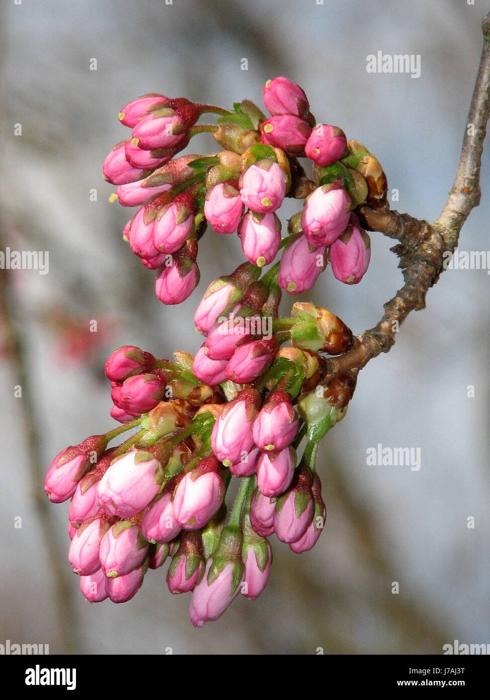 cerisiers en fleurs Banque D'Images