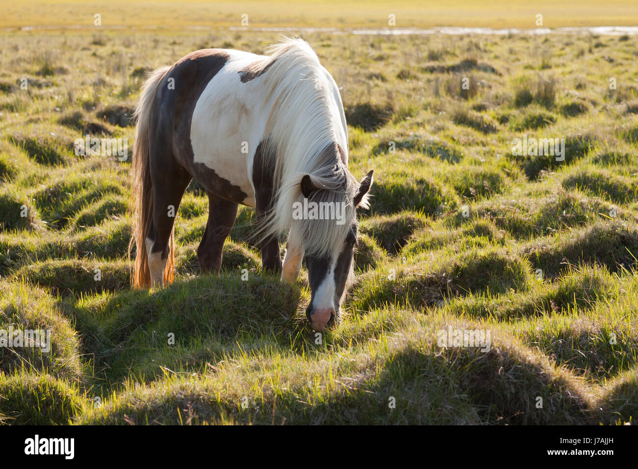 poney de l’Islande Banque D'Images