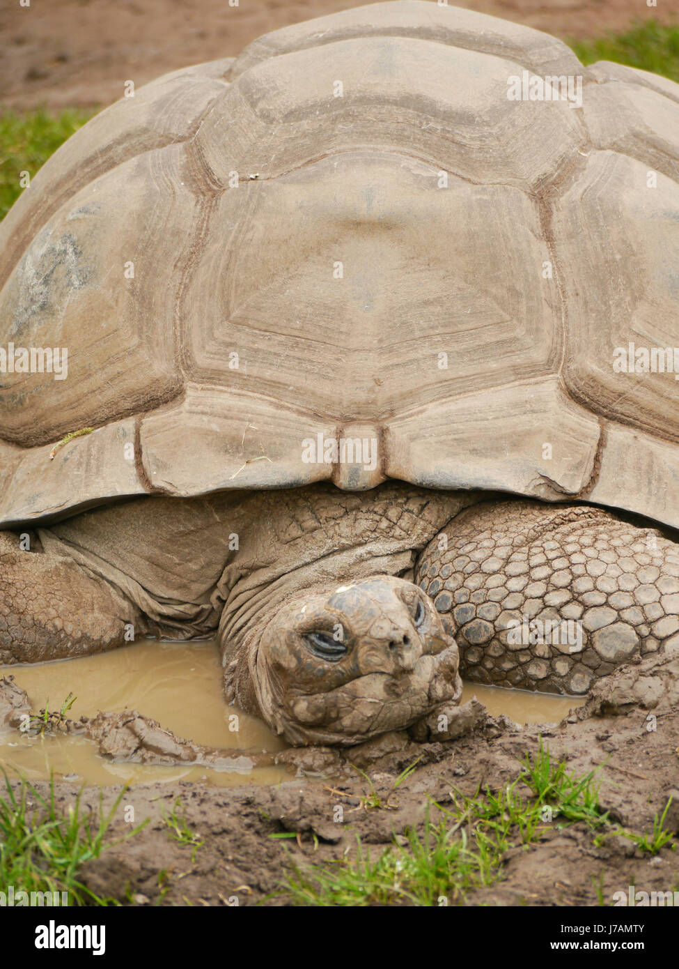 Aldabran tortues géantes (Aldabrachelys gigantea) Banque D'Images
