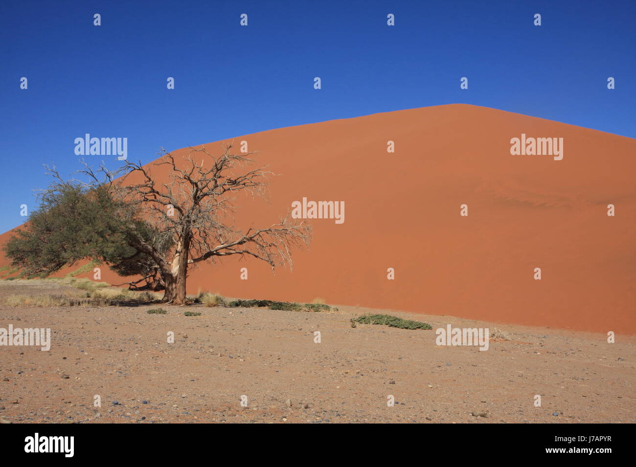 La Namibie namib desert dune 45 Banque D'Images