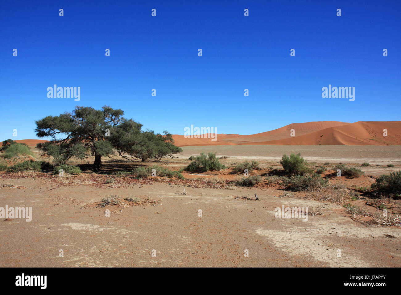 La Namibie Afrique désert tree desert sand dunes de sable du désert voyage arbre arbres Banque D'Images