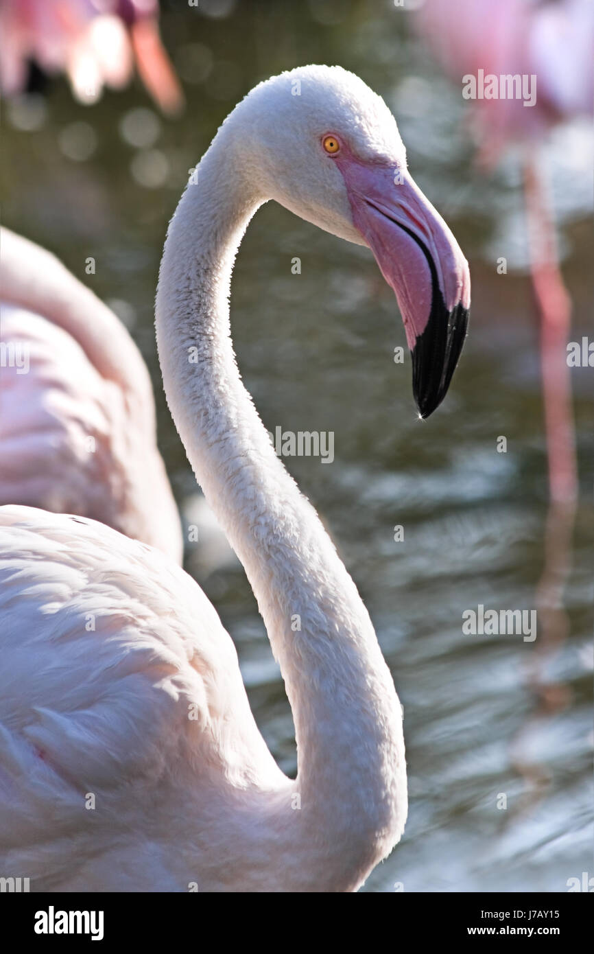 Animaux Animaux oiseaux plumes oiseaux flamants tropical animal couleur flamingo Banque D'Images