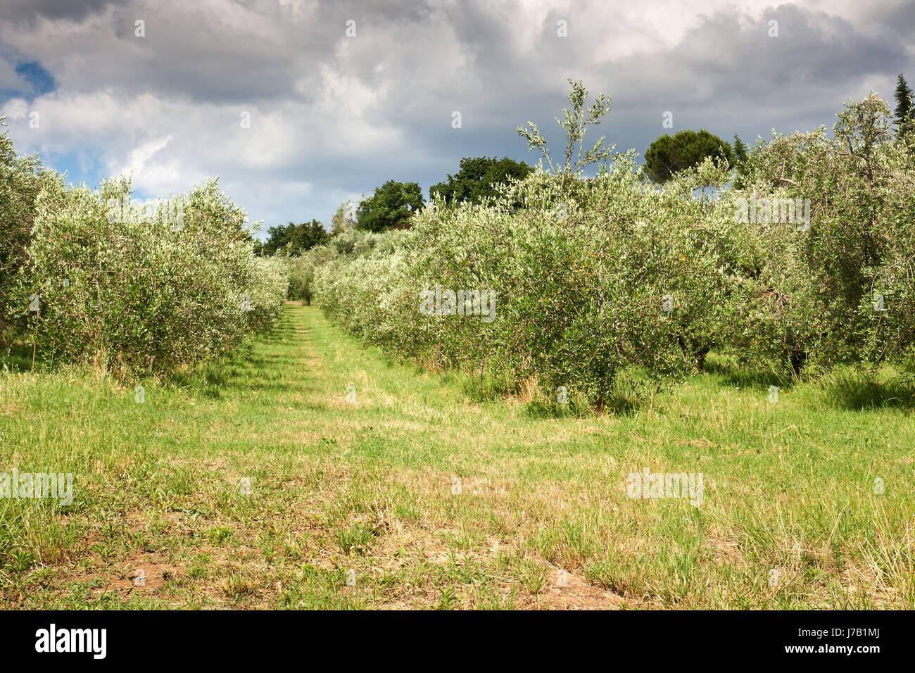 Olive Grove meadow olives italie olivenhain die marken italien le olivenplantage Banque D'Images