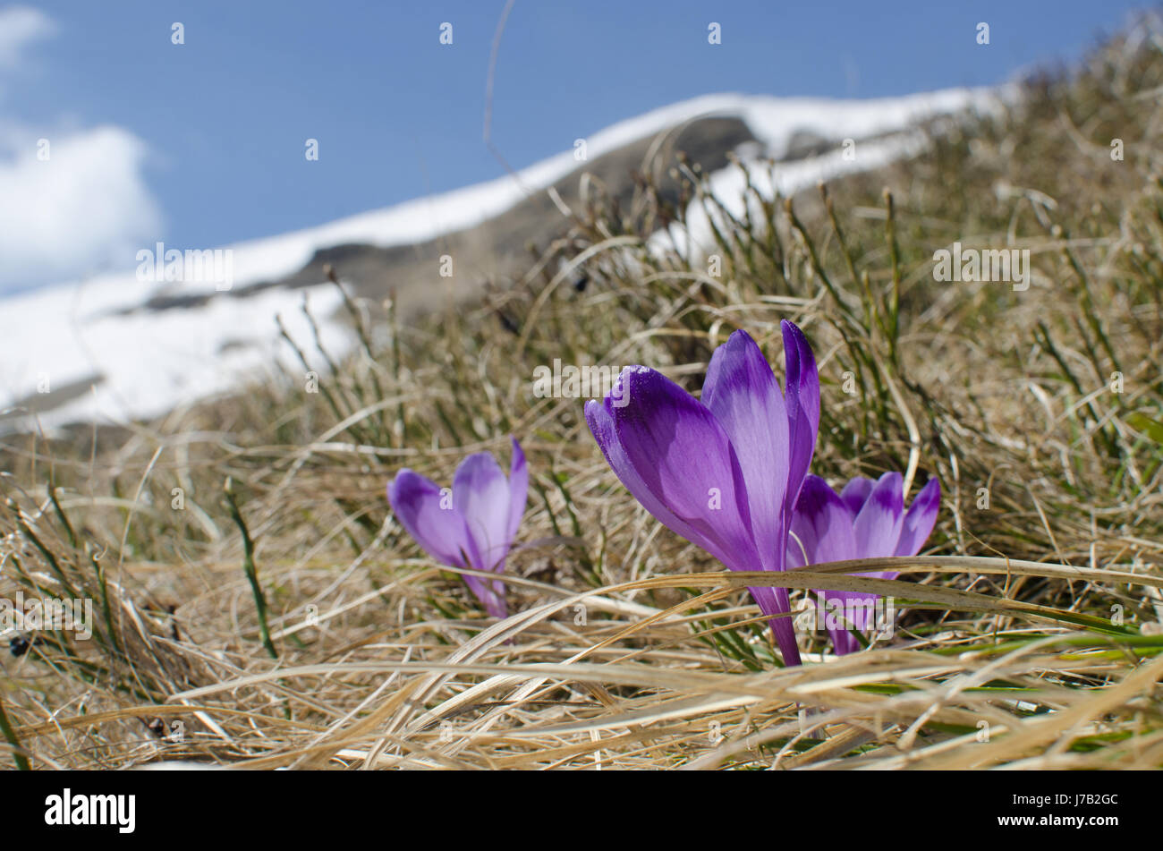 Fleur de ciel, le crocus, l'herbe et la neige dans les montagnes de printemps Banque D'Images