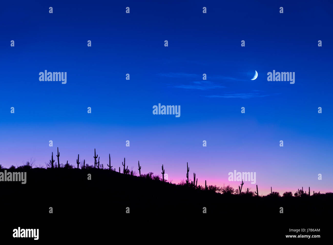 Saguaro Cactus dans le désert de nuit avec lune Banque D'Images Saguaro Cactus dans le désert de nuit avec lune Banque D'Images