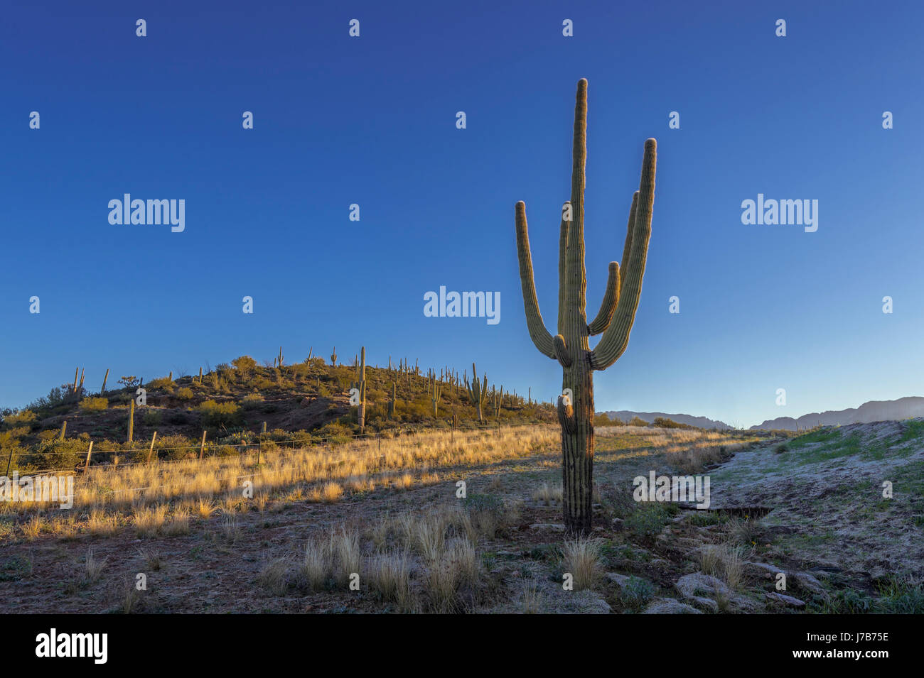 Saguaro cactus, Arizona USA Banque D'Images