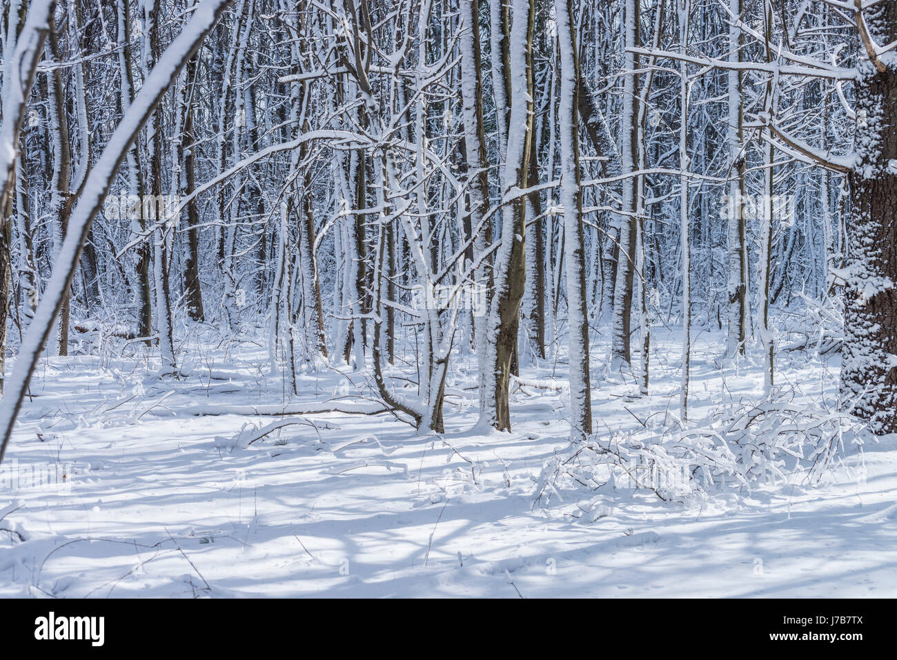 Les arbres couverts de neige en forêt Banque D'Images